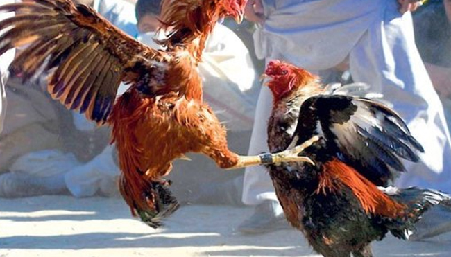 Cara Mudah untuk Menikmati Permainan Sabung Ayam 